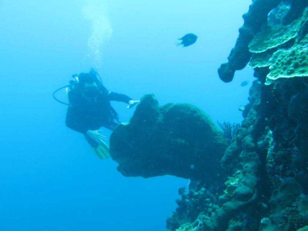 terumbu karang endemik olele